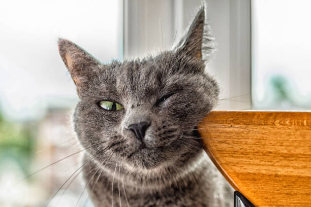 Russian Blue Cat Funny Groomed His Cheek Stock Photo - Download Image Now -  Animal, Animal Joint, Beauty - iStock