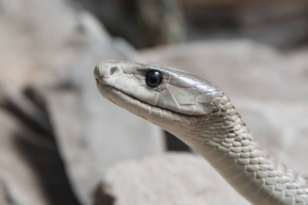 Black Mamba Head of a big black mamba snake, one of the longest venomous snakes in the world. burundi east africa stock pictures, royalty-free photos & images