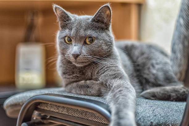 istock Portrait of russian blue cat with green eyes 826047310