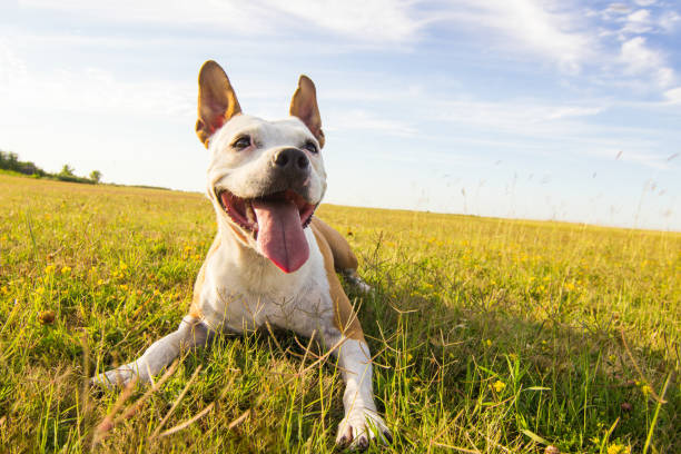 Dog in field portrait, mouth open, looking away
