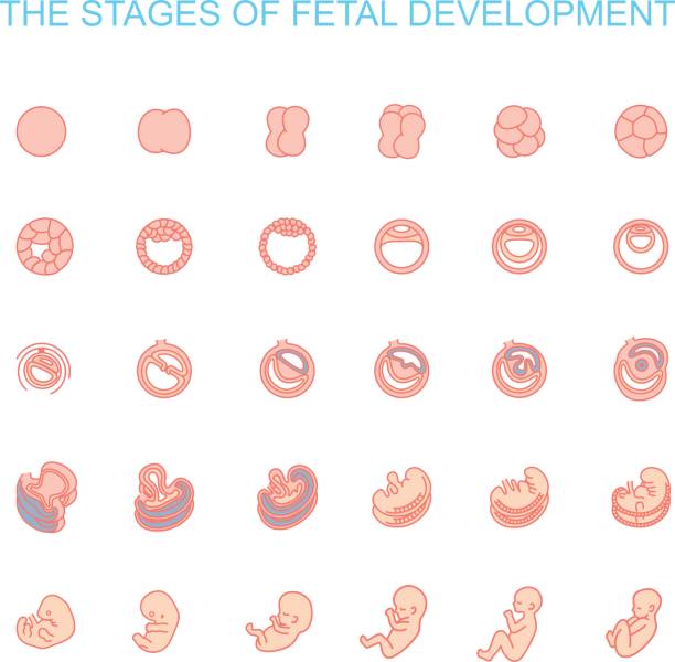ilustraciones, imágenes clip art, dibujos animados e iconos de stock de etapas del desarrollo fetal - feto etapa humana