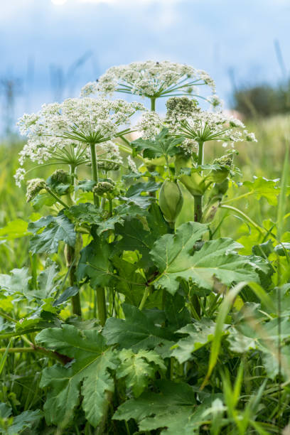 istock Heracleum is poisonous plant 826051996