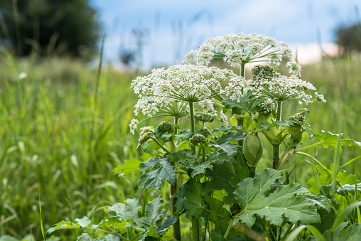Heracleum is poisonous plant