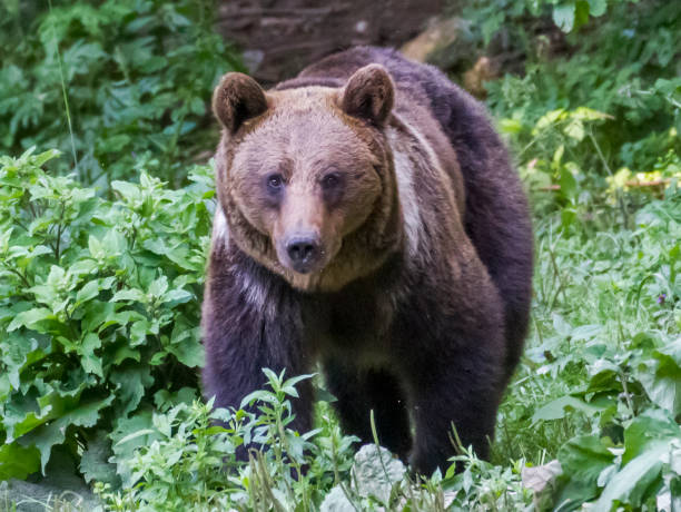 istock Wild bears in the Romanian forest 826055398