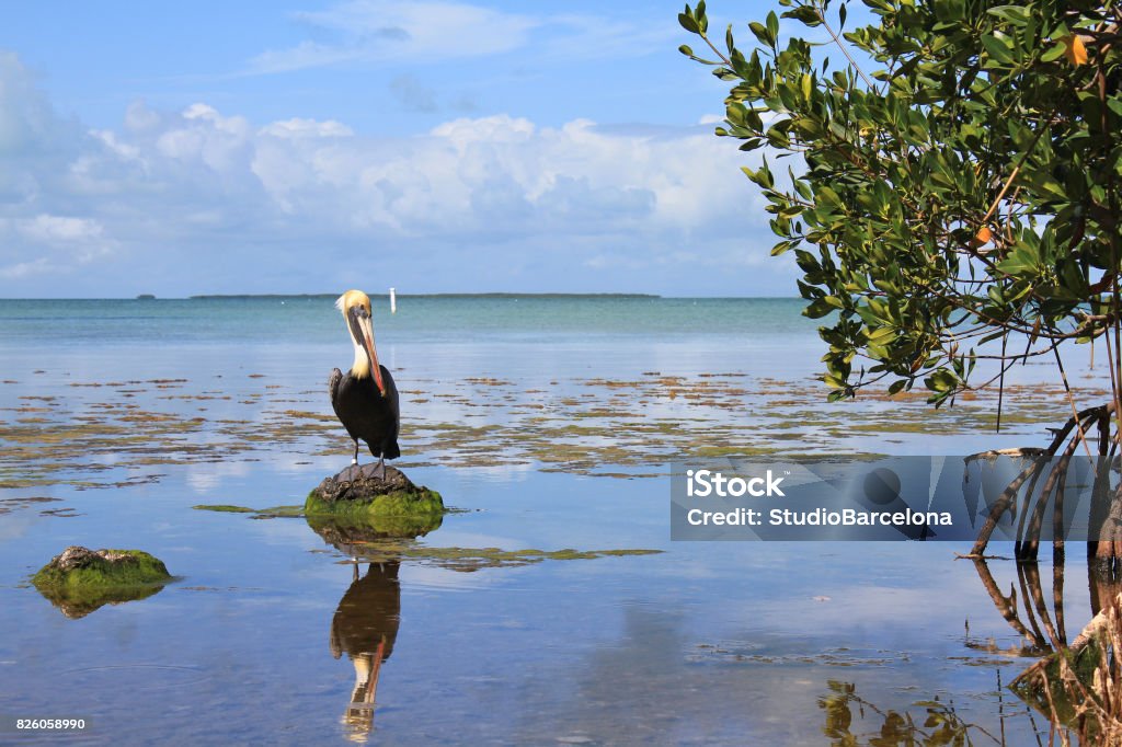 Everglades National Park - Lizenzfrei Everglades-Nationalpark Stock-Foto