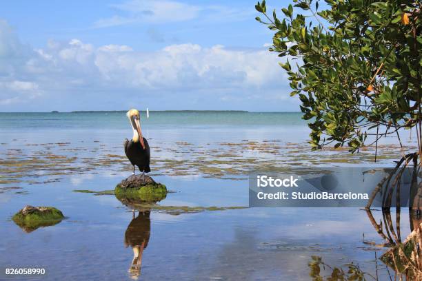 Everglades National Park Stockfoto und mehr Bilder von Everglades-Nationalpark - Everglades-Nationalpark, Pelikan, Baum