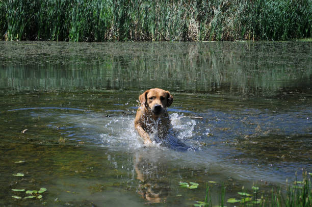 istock Dog in the water - relax time 826059122