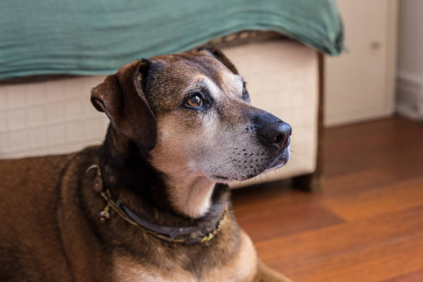 istock Old dog sitting on the floor 826059422