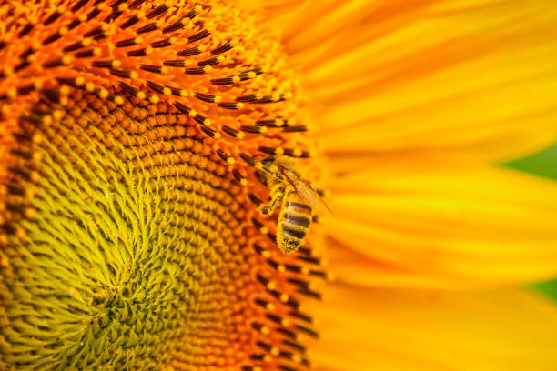 istock Blooming sunflower and pollinating him honey bees close-up 826061168
