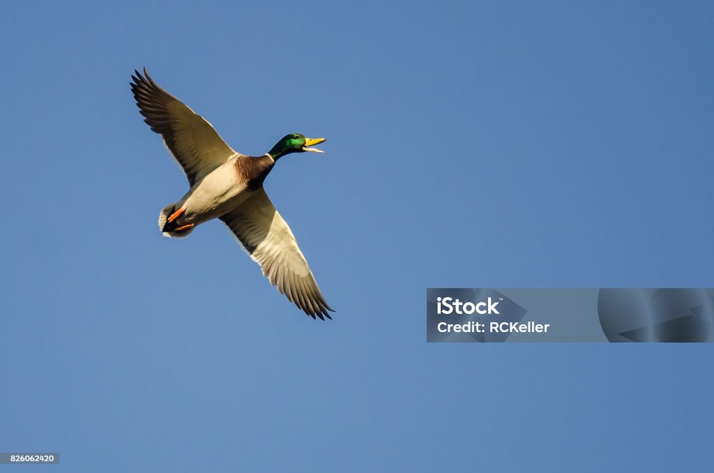 Quacker Flying Mallard Duck Quacking While It Flies In A Blue Sky Stock Photo ...