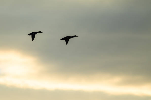 istock Silhouetted Ducks Flying in the Sun Set Sky 826062456