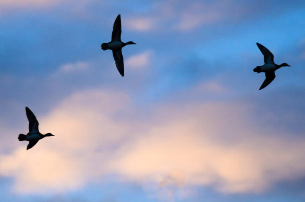 istock Silhouetted Ducks Flying in the Sunset Sky 826062510