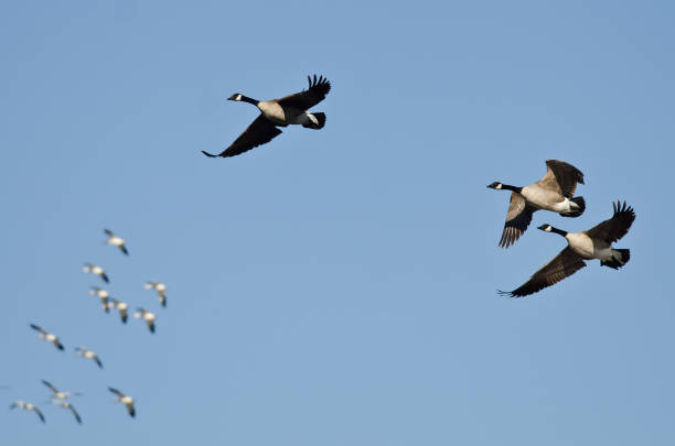 istock Three Canada Geese Flying with the Snow Geese in a Blue SKy 826062804