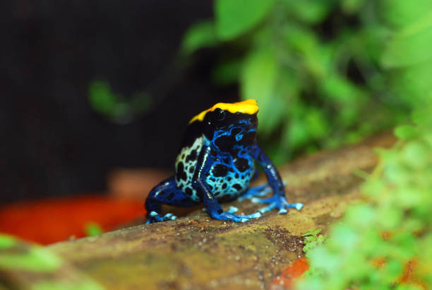 istock Brazilian poison dart frog. Black, yellow and blue. 826065334