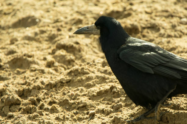 istock Rook walking around in the sand 826077966