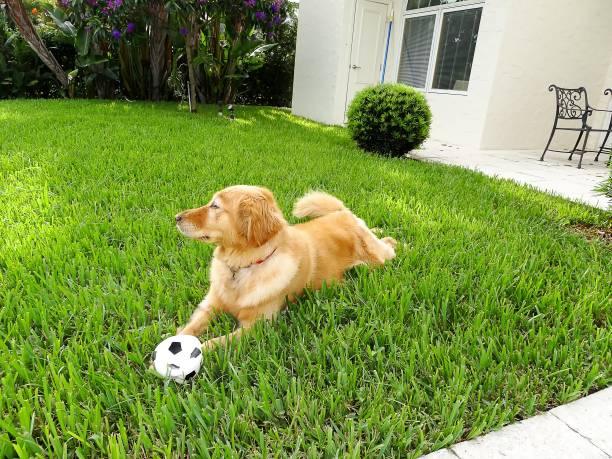 istock dog lays on the grass with a toy 826078104