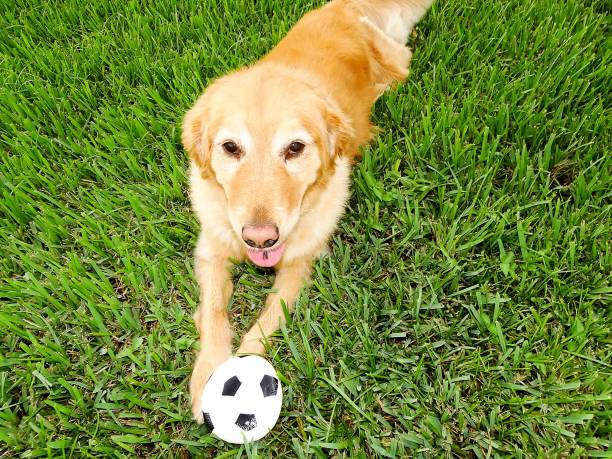 istock dog lays on the grass with a toy 826078570