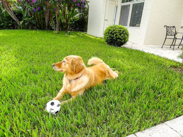 istock dog lays on the grass with a toy 826080250