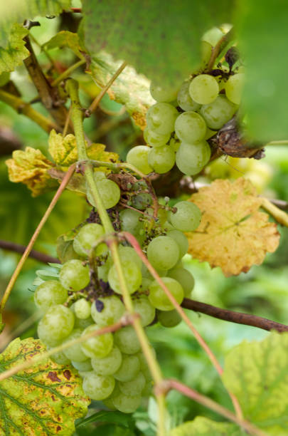 uvas maduras en sunny yard.grapes vid crecen en la vid. - napa grape vineyard vine fotografías e imágenes de stock