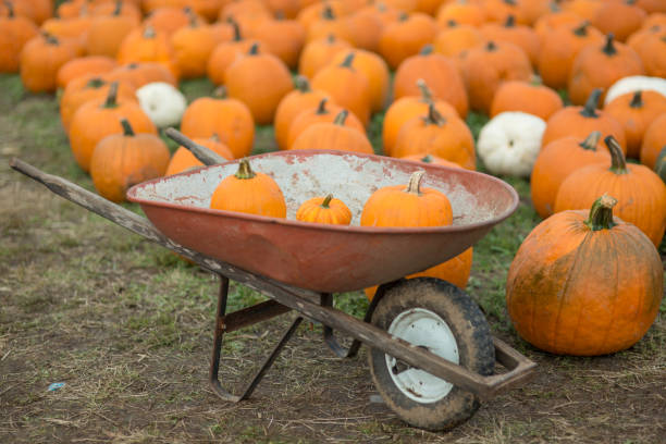 Autumn pumpkin harvest, autumn still life. Pumpkins in yellow foliage