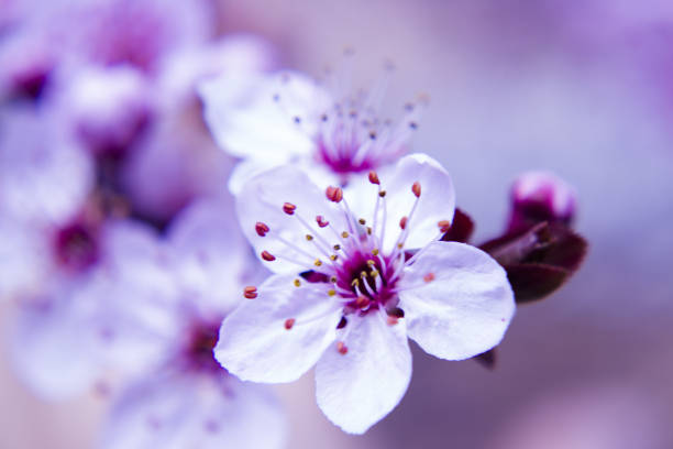 istock The cherry blossom in budding season 826108150