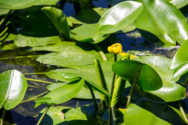 istock Yellow water flowers (Nuphar Lutea) 826108242