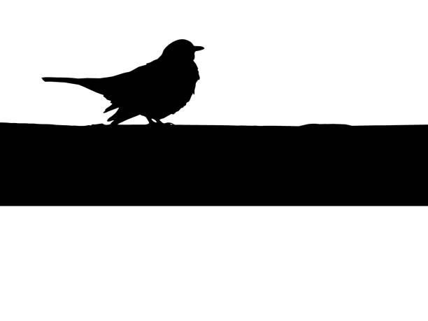ilustrações de stock, clip art, desenhos animados e ícones de blackbird vector - perching