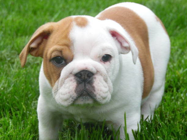 istock English Bulldog puppy 826131694
