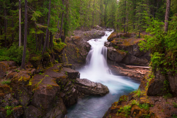 Silver Falls in Mt Rainier NP Silver Falls trail is one of the most popular and beautiful trails in Mt Rainier NP.Silver Falls trail is one of the most popular and beautiful trails in Mt Rainier NP. mt rainier national park stock pictures, royalty-free photos & images