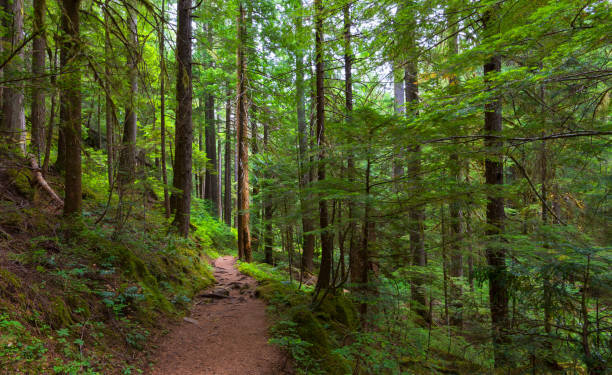 istock Silver Falls Trail in Mt Rainier NP 826131862