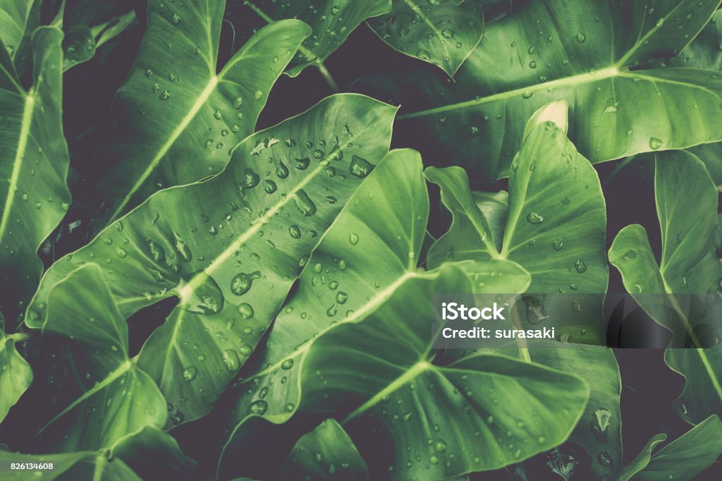 Green leaves with dews under sunlight. Green leaves tropical background, Green leaves with dews under sunlight, Natural concept. Abstract Stock Photo