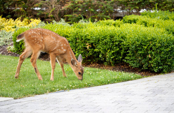 Baby Deer - Fawn in the backyard munching on the grass Baby deer still with white spots, enjoying some green grass deer in yard stock pictures, royalty-free photos & images