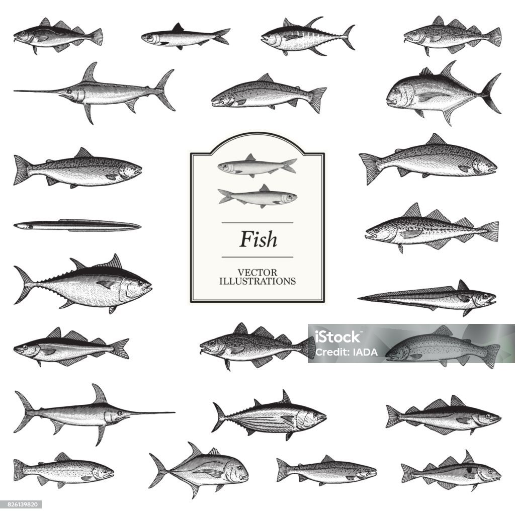 Fish Illustrations Fish illustrations in a traditional style Illustration stock vector
