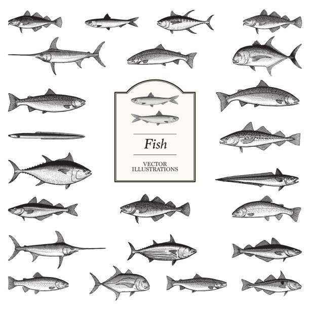 Fish Illustrations Fish illustrations in a traditional style trout illustrations stock illustrations