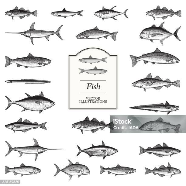 Fish Illustrations Stock Illustration - Download Image Now - Illustration, Fish, Swordfish