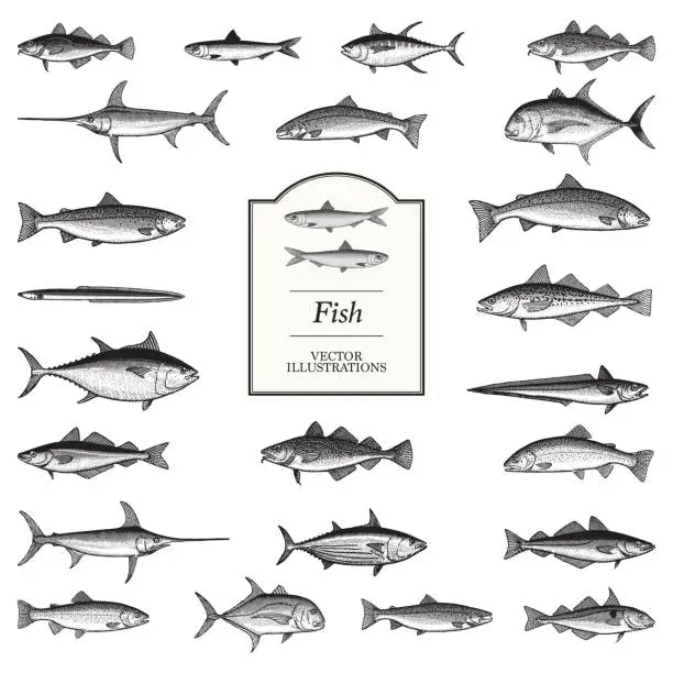 Vector illustration of Fish Illustrations