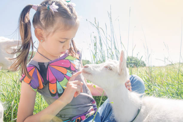 istock Girl playing and feeding the goat. 826140992