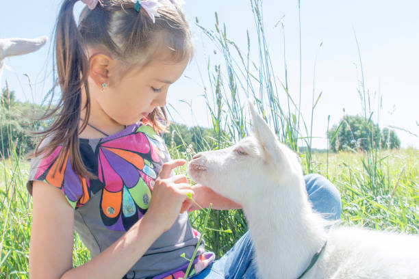 istock Girl playing and feeding the goat. 826141002