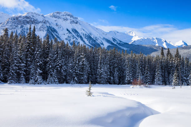 istock Snow covered meadow in Peter Lockheed Provincial Park, in the Ca 826141042