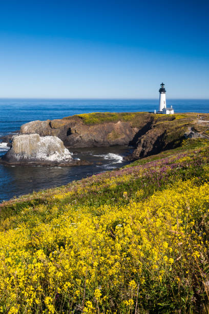 yaquina head lighthouse, oregon, usa - newport oregon imagens e fotografias de stock