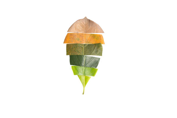 Creative layout of leaves. Leaves  Jackfruit