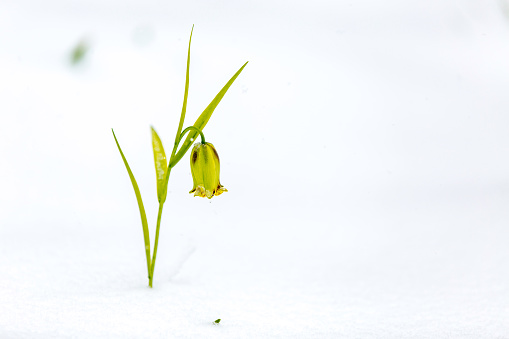 Small green flower in the snow