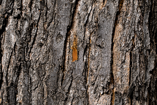 Close up of a tree bark for background