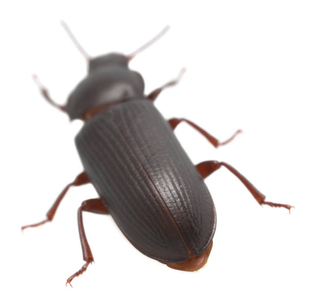 istock Mealworm beetle, Tenebrio molitor isolated on white background 826147244