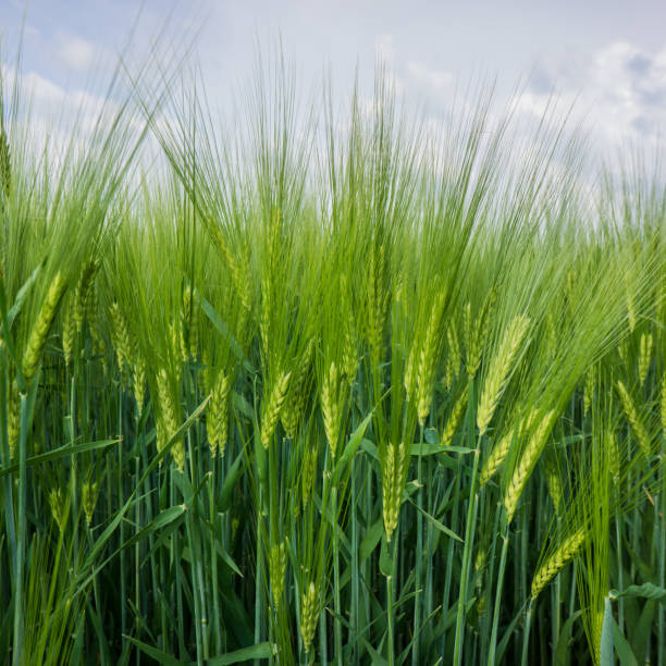 istock Ears of young green wheat 826147872
