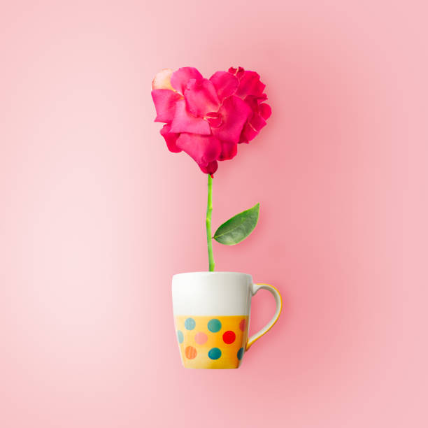istock red or pink rose isolated on white background 826148550