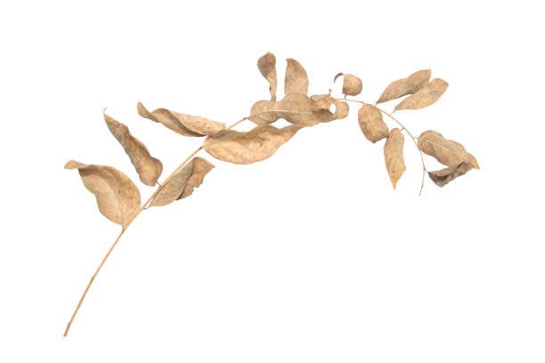 istock Leaves Phyllanthus acidus yellow died dry leaf on a white background 826150974
