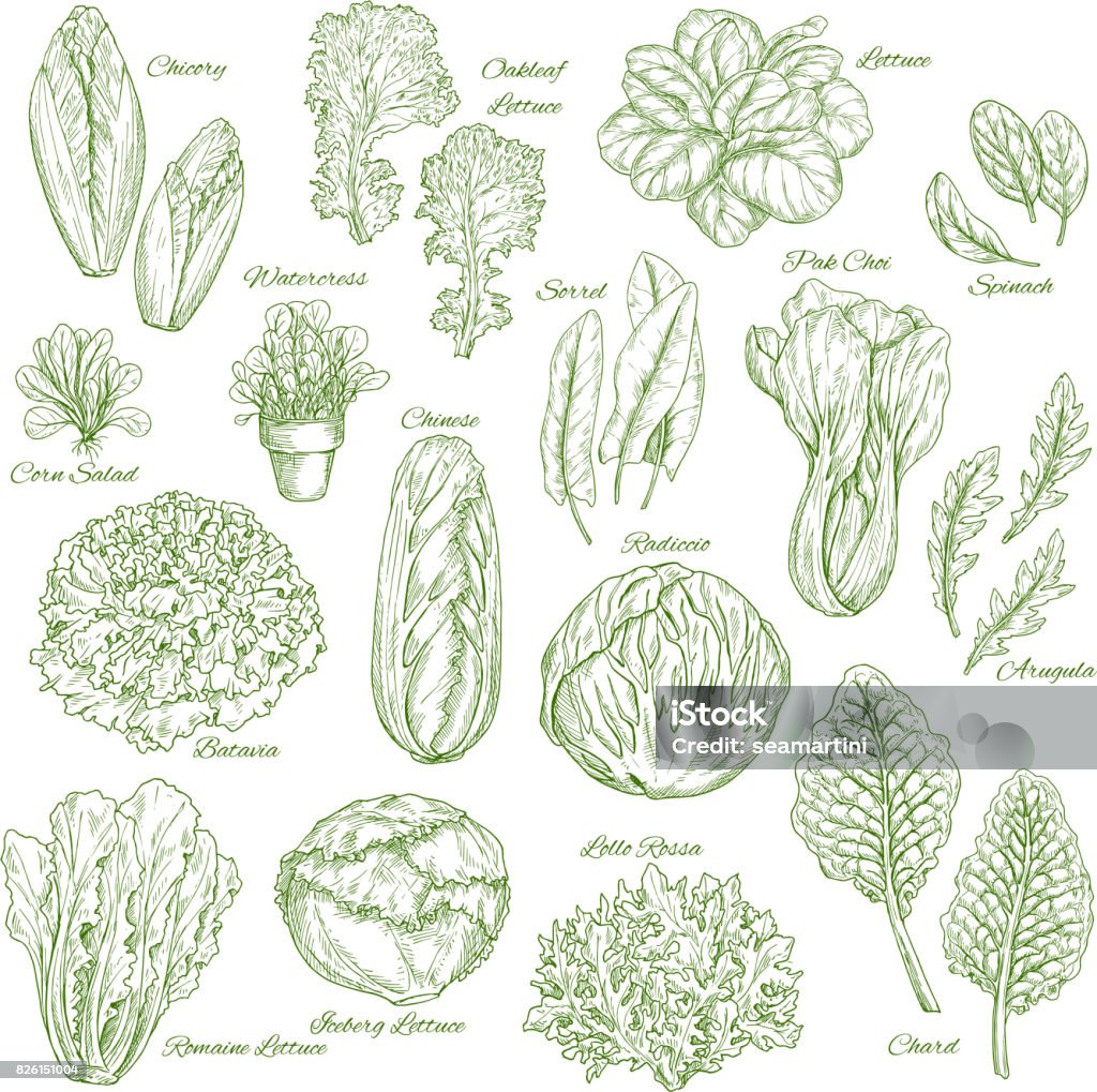 Salad leaf and vegetable greens sketch set design Salad leaf and vegetables sketches. Lettuce, chinese cabbage, spinach and oakleaf lettuce, arugula, corn salad, pak choy and chicory, radicchio snd batavia, sorrel, watercress, chard Romaine Lettuce stock vector