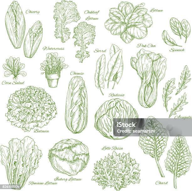 Salad Leaf And Vegetable Greens Sketch Set Design Stock Illustration - Download Image Now - Romaine Lettuce, Illustration, Bok Choy