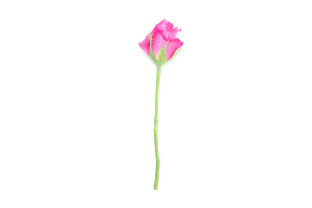 istock red or pink rose isolated on white background 826151212